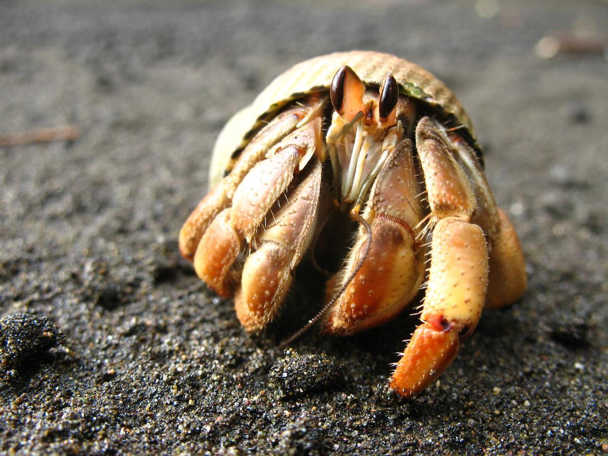 Mapara Crab Lodge Баия-Солано Экстерьер фото