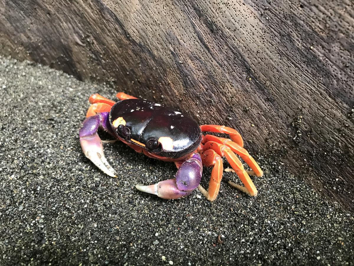 Mapara Crab Lodge Баия-Солано Экстерьер фото